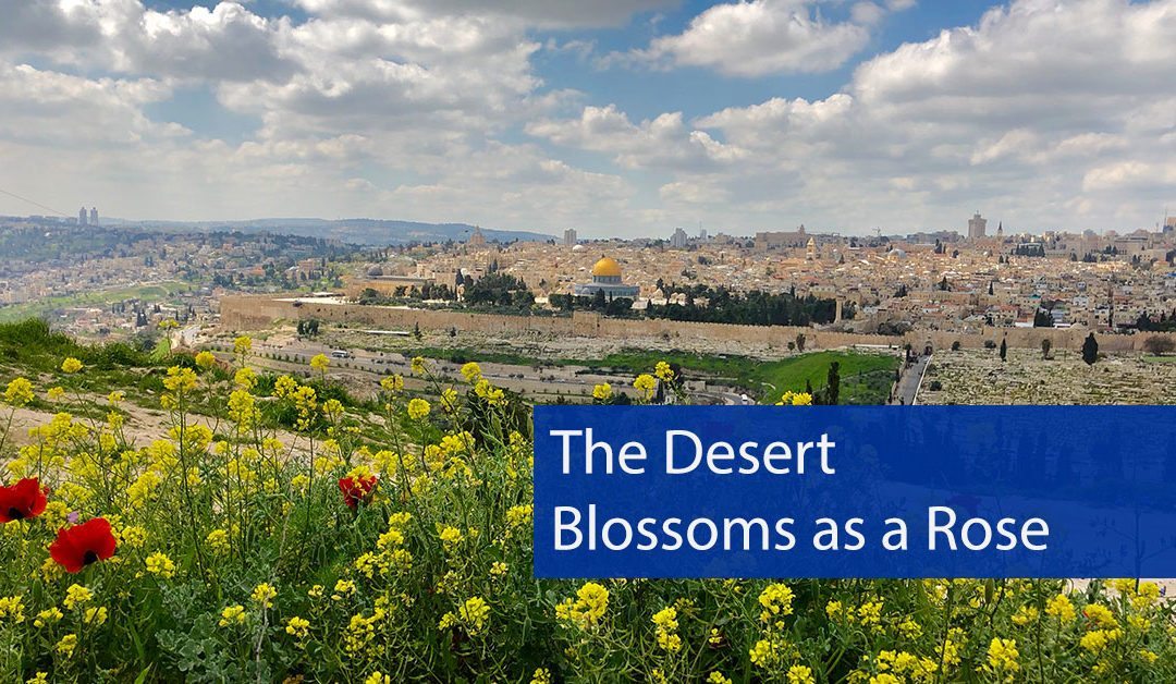 The Desert Blossoms as a Rose