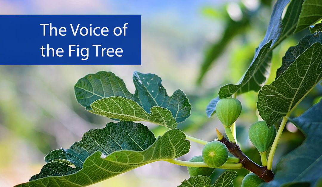 The Voice of the Fig Tree
