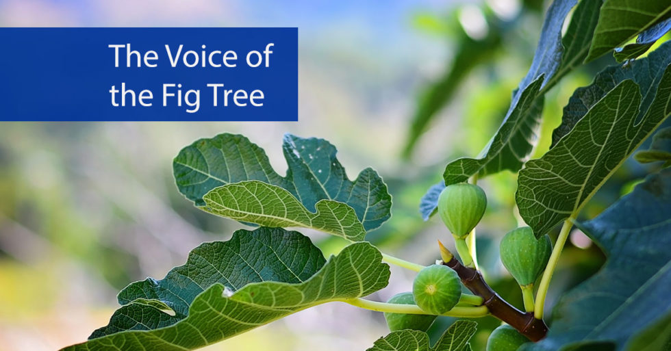 The Voice of the Fig Tree